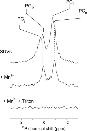 Figure 1.  An assay using 31P MAS NMR to investigate the effects of asyn on the permeability of phospholipid vesicles. The spectrum of SUVs of DMPC/DOPG at a 2:1 molar ratio shows peaks from the two lipid components on the inside (PCi, PGi) and outside (PCo, PGo) of the vesicles (top). Addition of Mn2 +  to the vesicles selectively broadens the peaks from the exposed lipids on the vesicle exterior leaving visible only the peaks from the interior lipids (middle). Subsequent addition of Triton-X100 breaks open the vesicles, which exposes both leaflets of the bilayer to Mn2 +  and no signal is observed (bottom).
