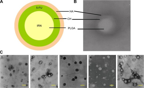 Figure 1 Scheme graph and TEM images of HA-CH-IRN/5-FU NPs and other NPs.