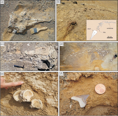 Figure 5. Fossil vertebrates from the Chilcatay strata exposed at Zamaca. (a) Isolated skull of Notocetus sp. (squalodelphinid, toothed whale) in anterodorsolateral view, Ct1c; (b) articulated skeleton of the holotype of Inticetus vertizi (inticetid, toothed whale) with the skull in anterodorsal view, Ct1c; (c) skull of indeterminate baleen whale in dorsal view, Ct2b; (d) plan view of the mandible of an indeterminate baleen whale in dorsal or ventral view, Ct1c; (e) vertebrae of indeterminate large-sized lamniform (shark), Ct2a, ShB-4; (f) tooth of Carcharocles chubutensis (shark), Ct2a, ShB-4.