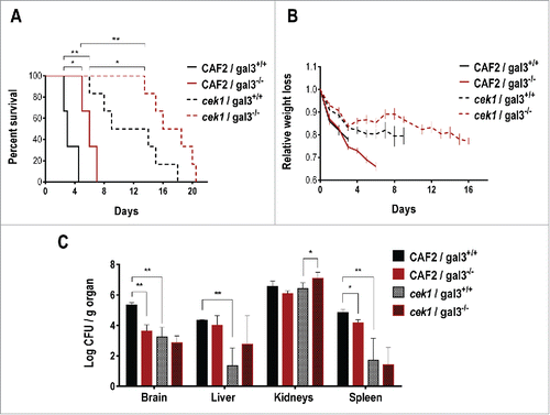 Figure 6. Role of galectin‑3 in a mouse model of systemic infection. 0.6 × 106 cells of C. albicans were infected via the tail vein in galectin-3+/+ (wild type) and galectin-3−/− (knockout) C57BL/6J mice (CAF2: n = 3; cek1: n = 6). (A) Mice survival after C. albicans systemic infection. Statistical analysis was measured by log rank (Mantel-Cox) test, *p < 0.05, **p < 0.01. (B) Weight loss of infected mice during the survival assay. Data is shown as the weight mean of all mice until 50% of the infected group remained alive, related to initial individual weight prior to the infection. (C) Post-mortem analysis of fungal burden in target organs. *p < 0.05, **p < 0.01.