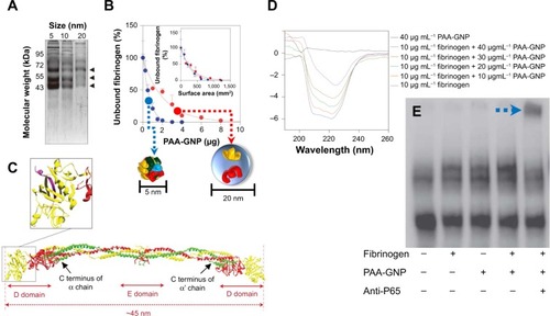 Figure 8 Increased cellular uptake and cytotoxicity were observed when cells were exposed to GO nanosheets in 1% FBS medium, but not in 10% FBS.Notes: (A–C) Transmission electron microscopy images of A549 cells treated with (A and C) 100 εg/mL GO nanosheets and (B) FBS-coated GO nanosheets at 37°C for 2 hours. (C) Magnified images show interactions between GO nanosheets and A549 cells. Red arrows represent nanoparticles in cells. (D) Cell viability of A549 cells treated with GO nanosheets (20 εg/mL, 100 εg/mL) exposed to media containing 1% and 10% FBS for 2 hours. The viability of cells exposed to GO nanosheets in 1% FBS was lower that of cells treated with FBS-coated GO nanosheets. Reprinted with permission from Hu W, Peng C, Lv M, et al. Protein corona-mediated mitigation of cytotoxicity of graphene oxide. ACS Nano. 2011;5(5):3693–3700.Citation16 Copyright © 2011 American Chemical Society.Abbreviations: GO, graphene oxide; FBS, fetal bovine serum.