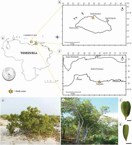 Figure 1. Location map of study area (a) showing sites of collect: La Tortuga Island (b) and Turpialito (c). Jacquinia armillaris in their natural habitats TO (d) and TU (e). Detail of leaf blade of TO (f) and TU (g) samples. Scale bars: 1 cm