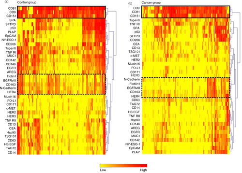 Fig. 1.  Hierarchical cluster analysis. Two groups of markers show co-variance both in the control group and in the cancer group (marked with boxes). a) Heat map illustration of all markers in the control group. b) Heat map illustration of all markers in the cancer group.