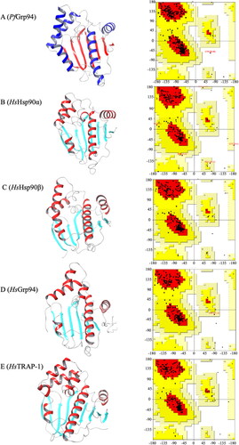 Figure 1. Three-dimensional structure validation of P. falciparum and human Hsp90 NTD. The refined 3D NTD structures of the (A) PfGrp94, (B) HsHsp90α, (C) Hsp90 β, (D)HsGrp94, (E) HsTRAP-1 and their respective Ramachandran plot analysis of the Psi and Phi angles. The 3D structures were visualised using ChimeraX v1.5.