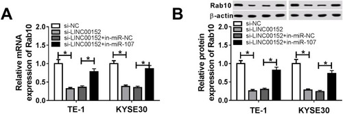 Figure 9 The level of Rab affected by LINC00152 and miR-107. (A, B) The TE-1 and KYSE30 cells were transfected with si-NC, si-LINC00152, si-LINC00152 + in-miR-NC or si-LINC00152 + in-miR-107. (A) The mRNA level of Rab10 was tested by qRT-PCR. (B) The protein level of Rab10 was examined via Western blot assay. *P<0.05.