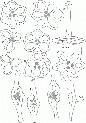 Figure 15.  Molpadia aff. blakei (Théel, 1886), St. JC037/27. (A–H) Body wall ossicles; (I–L) tail ossicles.