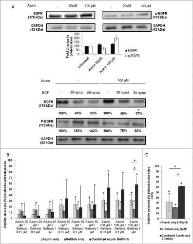 Figure 4. (A) Effect of azurin in EGFR signaling. Azurin at 50 µM and 100 µM decreased phosphorylation levels of pEGFR in both A549 cells. Total EGFR levels were also analyzed. Results are presented as the ratio of band intensity of target protein between azurin treated samples and control samples, both normalized to their respective actin band intensity (* p < 0.05) (upper panel); Azurin internalization impairs proper pEGFR response to soluble EGF. Cells were serum starved for 24h, pre-treated with azurin (100 µM, 48h) and treated with EGF (20 or 50 ng/ml) for 30 min. EGF-dependent signaling was evaluated in western blot with pEGFR Y1068 antibody. Results are presented as the ratio of band intensity of target protein between azurin-treated samples and control samples, both normalized to their respective GAPDH band intensity (* p < 0.05). B) Azurin potentiates the effects of gefitinib. 4 × 103 cells per well were plated in 96-well plates and left to adhere overnight. In the next day, cells were treated with either azurin (25, 50 or 100 µM), gefitinib (0.01, 0.1 or 1 µM) or a combination of both. After 72h, cell proliferation was determined by MTT assay. Results are expressed as percentage of cell death relative to the control (untreated cells). Values are presented as mean ± SD. White bars represent cell treated with azurin only, gray bars represent cells treated with gefitinib only, and dark gray bars represent cells treated with both agents. The asterisks over each bar represent statistical significance related to untreated cells; the asterisks over a line connecting 2 bars represent statistical significance between those 2 conditions (* p < 0.05). C) Azurin potentiates the effects of erlotinib. 4 × 103 cells per well were plated in 96-well plates and left to adhere overnight. In the next day, cells were treated with either azurin (100 µM), erlotinib (1 µM) or a combination of both. After 72h, cell proliferation was determined by MTT assay. Results are expressed as percentage of cell death relative to the control (untreated cells). Values are presented as mean ± SD. White bars represent cell treated with azurin only, gray bars represent cells treated with erlotinib only, and dark gray bars represent cells treated with both agents. The asterisks over each bar represent statistical significance related to untreated cells; the asterisks over a line connecting 2 bars represent statistical significance between those 2 conditions (* p < 0.05).