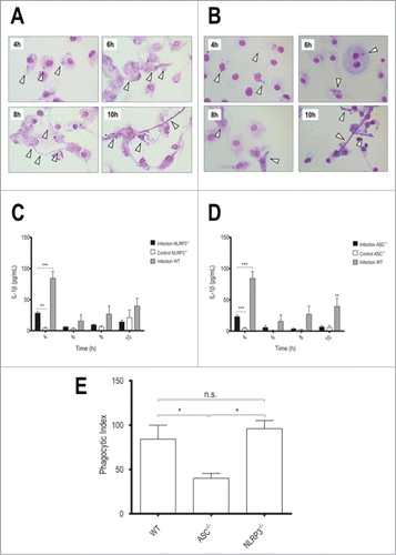 Figure 2. NLRP3 and ASC deficiency reduces IL-1β secretion, but only lack of ASC interferes in phagocytosis. LPS-primed NLRP3−/− or ASC−/− BMDMs were incubated with T.rubrum conidia for 4, 6, 8 and 10 h (no fungi in control wells). (A) NLRP3−/− Interaction outcome and (B) ASC−/− Interaction outcome analyzed by optical microscopy (1000×). Arrows indicate fungal structures. (C) IL-1β production by NLRP3−/− BMDMs and (D) IL-1β levels produced by ASC−/− BMDMs. (E) ASC−/− BMDMs were incubated with T.rubrum conidia for 4 h and conidia internalization was counted by optical microscopy. Results expressed as mean ± SEM. Two-way ANOVA and Bonferroni post test: *P < 0.05; **P < 0.01; ***P < 0.001. Cytokine data pooled from 2 independent experiments performed, in triplicate wells each, are shown. Microscopy photos taken from one experiment (representative of 2 independent experiments triplicate wells each) are shown.