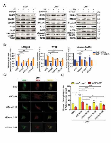 Figure 8. Knocking down of BNIP3, HMOX1, or SLC2A1 inhibits the autophagy-stimulation and the anti-apoptotic effects of hypoxia. (A) Western blot analysis of identified hub proteins (BNIP3, HMOX1, and SLC2A1), autophagy-related, and apoptosis-related proteins. Cells were transfected with siBnip3, or siHmox1, or siSlc2a1 or siNC, and then cultured under compression, with or without hypoxia mimicry. (B) Densitometric analysis of LC3B-II:I, ATG7, and cleaved-CASP3 was shown in the statistical charts. Other proteins analysis was shown in Fig. S5E. ns, non-significant; *, compared to CMP+siNC group; *p < 0.05, **p < 0.01, ***p < 0.001. (C) Representative fluorescence images showing the autophagosomes (yellow dots, GFP+ RFP+) and autolysosomes (free red dots, GFP− RFP+) in AdV-mRFP-GFP-LC3 transfected NPSCs treated with siRNA or siNC under CMP (above) or CMP+HX (below) conditions. Scale bar:10 μm. (D) Quantification of the number of autophagosomes and autolysosomes per cell was shown as mean ± SD. Cells were from 3 independent experiments. ns, non-significant; *p < 0.05, **p < 0.01, ***p < 0.001