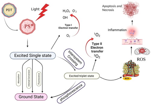 Figure 1. General mechanism of action in PDT to PS and different reactions leading to cell death. PS is exposed to light, which causes it to transform into an excited singlet state. Fluorescence emissions or non-radiative decay may be used to partially return to the ground state or undergo intersystem crossing to the excited triplet state. Two different kinds of chemical reactions then work to promote the production of ROS: type I reactions produce free radicals and radical ions through electron transfer reactions, and type II reactions involve the response of PS with molecular oxygen, where the energy is transferred to the triplet ground state of the molecular oxygen to produce singlet oxygen. ROS causes photodynamic effects on pathogenic bacteria or tumour cells (used for PDT) [Citation32].