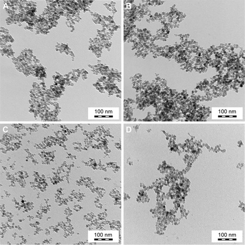 Figure 1 TEM of (A) MNPs−, (B) PLL-MNPs−, (C) MNPs+, and (D) PLL-MNPs+.Abbreviations: TEM, transmission electron microscopy; MNPs, magnetic nanoparticles; PLL, poly-l-lysine; MNP−, MNPs with negative ζ-potential; MNP+, MNPs with positive ζ-potential.