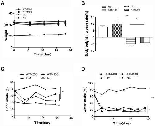 Figure 1 Effect of artemether (ATM) on general conditions in db/db mice as compared with responses in controls (NC). (A) Body weights, (B) rate of body weight increase as determined at the conclusion of the experiment, (C) food intake, (D) water intake. Data are expressed as mean ± SEM (n =6). #indicates NC (normal control) vs DM (diabetic model – db/db mice) group p<0.05; **indicates ATM (100 or 200 mg/kg in DM) vs DM group p<0.01.