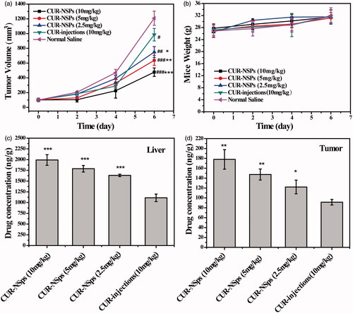 Figure 6. The in vivo antitumor efficacy of CUR-NSps and CUR injections against H22 tumor-bearing mice after intravenous administration. (a) The growth of tumor volume over time. #p < 0.05 versus normal saline, ##p < 0.01 versus normal saline, ###p < 0.001 versus normal saline. *p < 0.05 versus CUR injections, **p < 0.01 versus CUR injections, ***p < 0.001 versus CUR injections. (b) The body weight change of mice with time. (c) The drug concentration of CUR-NSps and CUR injections in liver after multiple intravenous administration. ***p < 0.001 versus CUR injections. (d) The drug concentration of CUR-NSps and CUR injections in tumor after multiple intravenous administration. *p < 0.05 versus CUR injections, **p < 0.01 versus CUR injections. All data represent the mean ± SD, n = 10.