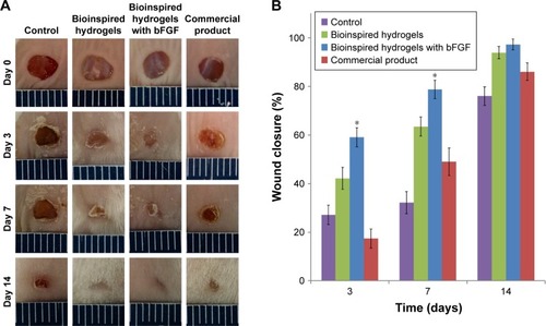 Figure 6 The images (A) and the analyzed results (B) of in vivo wound closure studies for control, bioinspired hydrogels with and without bFGF, and commercial product. Error bars indicate SD.Note: Significant differences between samples means are indicated; *P<0.05.Abbreviation: bFGF, basic fibroblast growth factor.