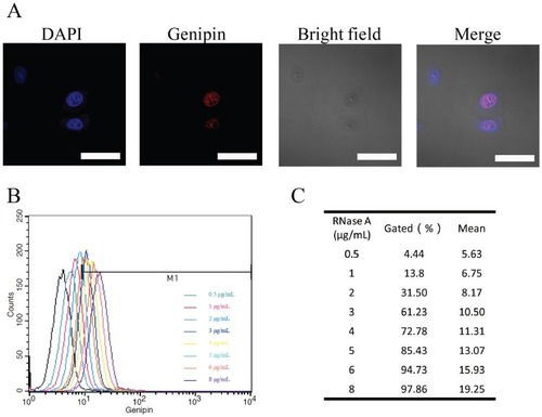 Figure 7 In vitro delivery efficiency analysis of RGP. (A) The CLSM images of HeLa cells after the treatment with RGP for 6 hrs. Scale bar: 100 μm. (B) The cellular uptake analysis of RGP with different concentrations of RNase A in HeLa cells through flow cytometry. (C) The quantitative analysis based on flow cytometry for the delivery efficiency of RGP.