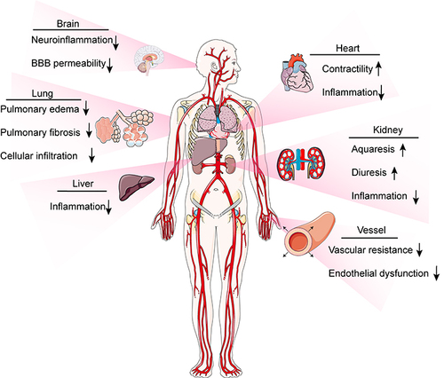 Figure 2 Potential impacts of the apelin/APJ system in human sepsis induced organ disfunction. Both apelin and ELA reduce organs inflammation, improve hemodynamics (eg, improvement of inotropy, reduction of pre- and post-load as well as vascular permeability). Also, apelin reduce the inflammation in the brain, lung, kidney and liver. Furthermore, it prevents pulmonary edema and fibrosis, reduce blood brain barrier permeability, and enhance diuresis.