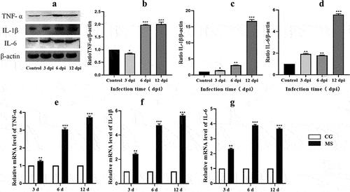 Figure 6. Shows the effect of MS-infection on cytokine mRNA. (A) western bolt strip of TNF-α、IL-6、IL-1 βand β-actin (n = 3). (B-D) the ratio of relative protein levels to β-actin. (E-G) TNF-α、IL-6 and IL-1 βmRNA expression level. Different small letters indicate statistical significance (p < 0.05) between the two experimental groups at the same time point.