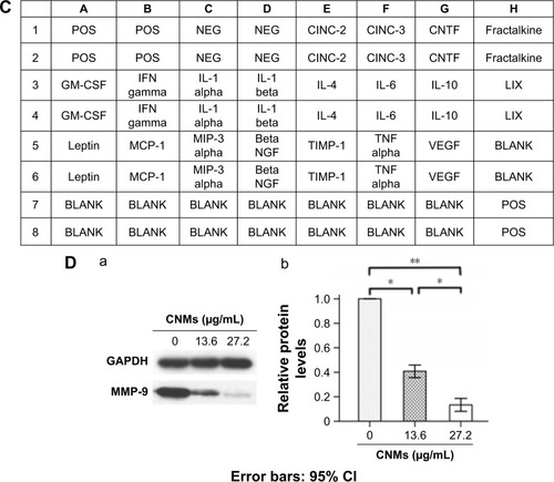 Figure 3 CNMs inhibit cytokine protein expression in Mφ.Notes: (A) Detection of cytokine expression profiles in supernatants from hypoxia-inducing Mφ after CNMs treatment. Supernatants from Mφ treated with CoCl2 (100 µM/mL) or CoCl2 (100 µM/mL) + CNMs (27.2 µg/mL) for 24 hours and normal medium (control) were assessed using a rat cytokine antibody array. The downregulation of MCP-1, VEGF, TNF-α, and IL-1α was shown in the supernatants from hypoxia-inducing Mφ after CNMs treatment. (B) Statistical analysis of relative protein levels of cytokines. Mean optic densities of protein were calculated by normalizing to controls. The data indicate the mean ± SEM (n=3), *P<0.05 and **P<0.01. (C) Template showing the location of cytokine antibodies spotted onto the Rat Cytokine Array C1. (D) CNMs inhibit MMP-9 protein levels. Mφ (NR8383) were treated with CNMs for 24 hours at the indicated concentrations. Subsequently, (a) MMP-9 was detected by Western blotting, and (b) Statistical analysis of relative protein levels of MMP-9 *P<0.05 and **P<0.01.Abbreviations: CI, confidence interval; CINC-3, cytokine-induced neutrophil chemoattractant 3; CNMs, celastrol nanomicelles; CNTF, ciliary neurotrophic factor; GM-CSF, granulocyte-macrophage colony-stimulating factor; IFN, interferon; IL-1α, interleukin-1α; Mϕ, macrophages; MCP-1, monocyte chemotactic protein-1; MMP-9, matrix metalloproteinases 9; NEG, negative; POS, positive; TNF-α, tumor necrosis factor-α; VEGF, vascular endothelial growth factor; MIP-3 alpha, macrophage inflammatory protein 3 alpha.