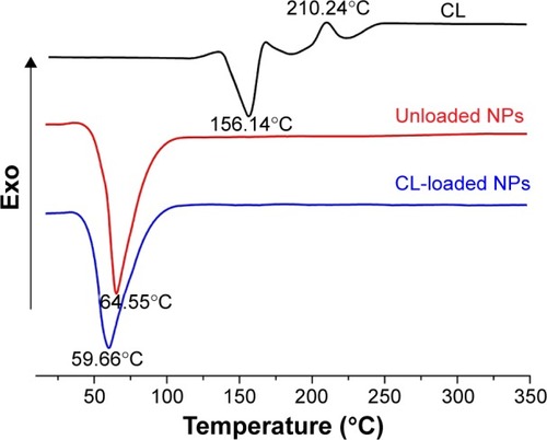 Figure 6 DSC curves of CL raw material, unloaded NPs, and CL-loaded NPs.Abbreviations: DSC, differential scanning calorimeter; CL, celastrol; NPs, nano-particles; Exo, exothermic.