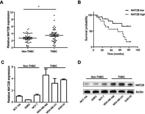 Figure 1 Expression of MAT2B mRNA in TNBC and the relationship between MAT2B expression and TNBC relapse-free survival (RFS). (A) The expression of MAT2B mRNA was significantly upregulated in 40 TNBC cancer tissues and 40 non-TNBC cancer tissues (control group) from 80 BC patients. (B) High levels of MAT2B expression were correlated with worse RFS prognosis in patients with TNBC. The expression of MAT2B mRNA (C) and protein (D) was upregulated in all three TNBC cell lines. *p<0.05.