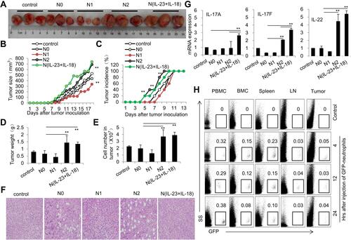 Figure 8 Adoptive transfer of N(IL-23+IL-18) promotes EL4 tumor growth in mice. (A) Adoptive transfer of medium, N0, N1, N2, and N(IL-23+IL-18) neutrophils (sorted CD11b+Ly6G+ neutrophils) to EL4 tumor-bearing mice on day 2, 6 and 10, respectively. Representative pictures of tumor on day 18. (B) Tumor size. (C) Tumor incidence. (D) Tumor weight. (E) Cell number in tumor. (F) HE staining of tumor tissue. (G) Real-time PCR analysis of IL-17A, IL-17F and IL-22 mRNA expressions in tumor tissue on day 17. (H) GFP+N(IL-23+IL-18) neutrophils were i.v. injected into syngeneic mice which were seeded EL4 tumor cells 10 days earlier. Flow cytometric analysis of the percentage of GFP+ neutrophils in PBMC, BMC, spleen, LNs and tumor at different times. All data were shown as Mean±SD, n=5, **P<0.01 compared with control group.