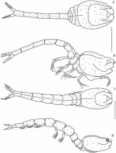 Figure 12. Eocuma mandeli sp. nov., non-ovigerous female, holotype (a, b: ZMBN 149212), and adult male, allotype (c, d: ZMBN 149213). a, Body dorsal view; b, body lateral view; c, body dorsal view; d, body lateral view. Scale bars = 1 mm.