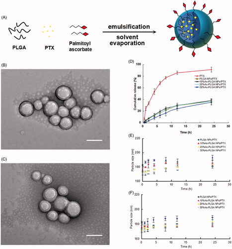 Figure 2. (A) Schematic illustration of palmitoyl ascorbate modified PLGA NPs. (B,C) Transmission electron microscopy (TEM) images of PLGA NPs/PTX (top) and 20%As-PLGA NPs/PTX (down). (Bar = 200 nm) (D) In vitro release profiles of PTX solution, PLGA NPs/PTX, 10%As-PLGA NPs/PTX, 20%As-PLGA NPs/PTX and 30%As-PLGA NPs/PTX in pH 6.8 phosphate buffer (containing 30% ethanol, v/v). (E) Particle size variation of PLGA NPs/PTX, 10%As-PLGA NPs/PTX, 20%As-PLGA NPs/PTX and 30%As-PLGA NPs/PTX after incubation in SGF for 24 h (SGF: simulated gastric fluid containing pepsin); (F) Particle size variation of PLGA NPs/PTX, 10%As-PLGA NPs/PTX, 20%As-PLGA NPs/PTX and 30%As-PLGA NPs/PTX after incubation in SIF for 24 h (SIF: simulated intestinal fluid containing trypsin). Data are shown as mean ± SD (n = 3).