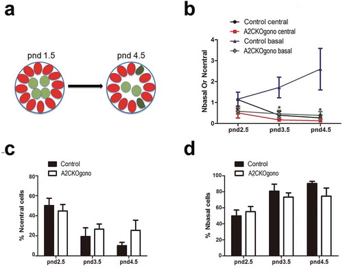 Figure 4. The number of gonocytes in A2CKOgono is decreased compared with control in pnd 1.5 to 4.5 but their location is not affected. (a) Schematic of location of germ cells in seminiferous tubules in pnd 1.5 and pnd 4.5 testes: red ovals indicate Sertoli cells; light green indicates the germ cells located in the central compartment; dark green indicates a germ cell located in the basal compartment, touching the basement membrane; (b) The number of germ cells located at either basal or central region of the testicular cords was quantified in A2CKOgono and controls from pnd 2.5 (n = 3), 3.5 (n = 3), and 4.5 (n = 3); (c, d) The percentage of the total germ cells located at the central (% Ncentral cells) or basal (% Nbasal cells) regions of testicular tubules in A2CKOgono and control (y axis) from pnd2.5 to pnd4.5 (x axis). Data represent Mean ± SEM. * P < 0.05, ** P < 0.001.