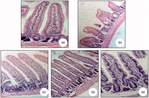 Figure 7. Light microscopy (G × 10) showing intestinal villi stained with haematoxylin–eosin. Jejunal tissues were obtained from naive mice (CL−) (a), β-Lg-sensitized mice (CL+) (b) and mice received royal jelly for seven days at the respective doses of 0.5 (c), 1 (d) and 1.5 g/kg (e) and then sensitized intraperitoneally with β-Lg.