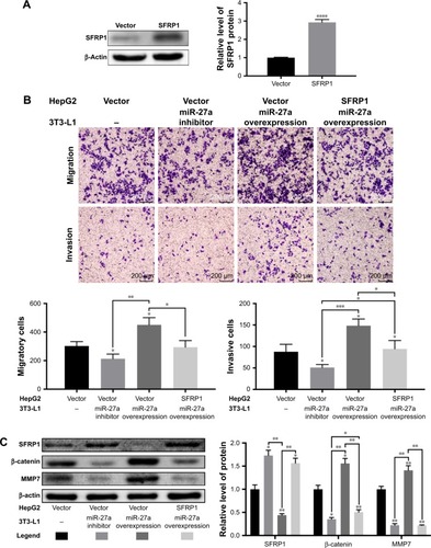 Figure 3 miR-27a activated wnt/β-catenin signaling by suppressing SFRP1 in vitro.