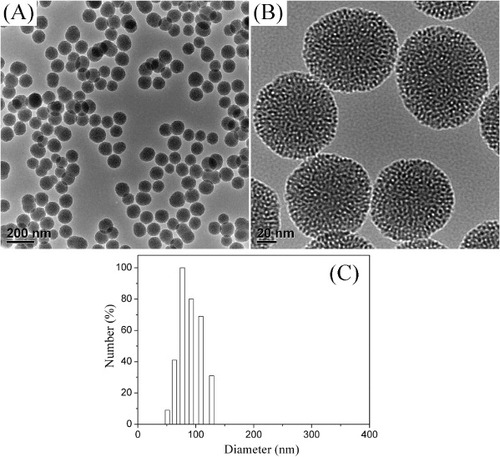 Figure 1. TEM images (A) and (B) and particle size distribution (C) of MSNs.