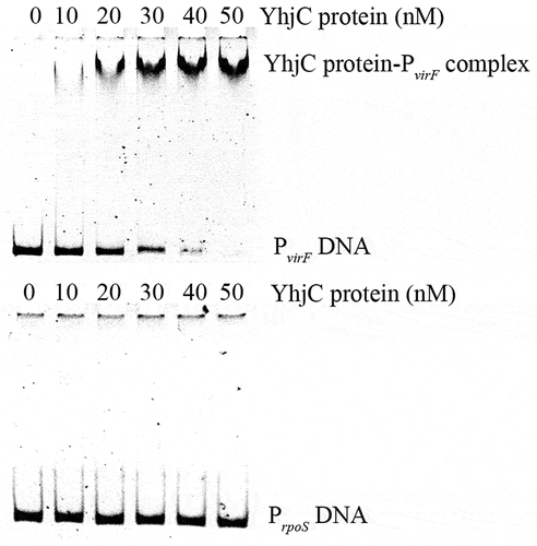 Figure 5. Analysis of the interaction between the purified YhjC-His6 protein and the virF promoter DNA using EMSA. A quantity of 50 ng of DNA and a concentration ranging from 0–50 nM of the purified YhjC-His6 protein were used in each reaction. Less promoter virF fragments exhibited migration with increasing concentrations of the YhjC protein. The DNA of the rpoS promoter was used as a negative control and no binding was observed