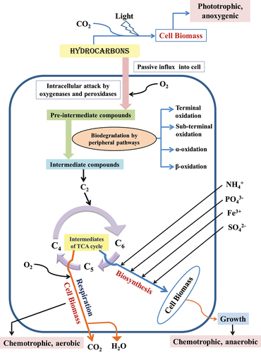 Figure 1. Microorganism mediated degradation of hydrocarbons.
