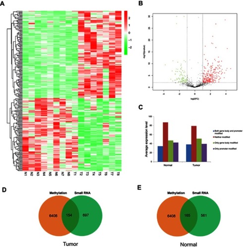Figure 3 Differentially expressed miRNAs in BC tumor tissues are associated with methylation of miRNA-encoding genes. (A) Heatmap showing differential miRNA expression profiles in bladder cancer relative to normal tissues. (B) Volcano plot showing the differentially expressed miRNAs in tumor tissues compared with normal tissues. Red points represents up-regulated miRNA, green points represent downregulated miRNAs, black points are not statistically significant. (C) Expression levels of miRNAs corresponding to four genomic regions with different methylation modification levels: both gene body and promoter modified, neither modified, only gene body modified, only promoter modified. (D) Overlap of miRNA-encoding genes identified by MeDIP-Seq and sRNA-Seq in tumor tissues. (E) Overlap of miRNA-encoding genes identified by MeDIP-Seq and sRNA-Seq in normal tissues.