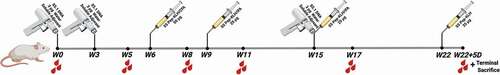 Figure 1. BALB/c mouse immunization scheme. At weeks 0, 3, 15 mice were immunized using a Gene gun with 3 ug codon-optimized S5.1 DNA in water-soluble adjuvant. At weeks 6, 9, 15 mice received 50 ug intraperitoneal injections of KLH-conjugated peptide in IFA or CFA. Peptide conjugated to KLH without adjuvant was given at 22 weeks plus 4–5 days, before the final sacrifice for splenic fusion. Blood draws (red droplets) were at baseline or two weeks post-immunizations, at week (w) 0, 5, 8, 11 and 17.