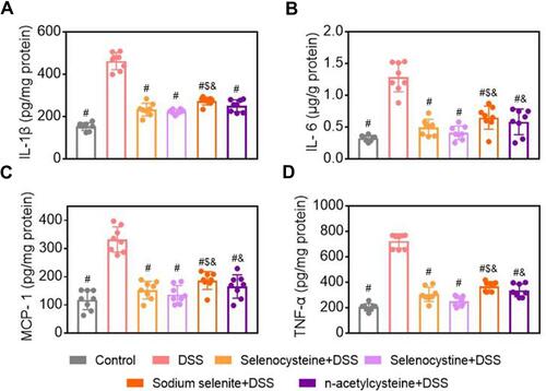 Figure 5 Effects of selenium-containing amino acids on levels of pro-inflammatory cytokines in DSS-induced IBD in mice. Levels of (A) IL-1β, (B) IL-6, (C) MCP-1, and (D)TNF-α in colon tissues of mice from different groups. Eight mice per group; #P < 0.05, compared with DSS group. $P < 0.05, compared with selenocysteine group. &P < 0.05, compared with selenocystine group. Data are expressed as mean ± SEM.