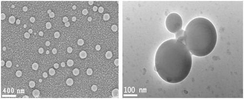 Figure 3. SEM images (a) and TEM images (b) of drug-loaded chitosan nanoparticles.