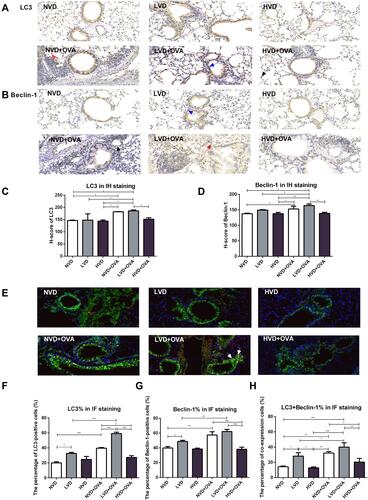 Figure 3 Expression of LC3 and Beclin-1 protein in the lung tissue of OVA-sensitized and challenged mice by IH and IF. (A) Lung tissues were subjected to immunohistochemical analysis with LC3 and Beclin-1 antibody. LC3 and Beclin-1 immunohistochemical images (A, B) and H-score (C, D) are shown (immunoreactivity was detected primarily in the cytoplasm of alveolar epithelial cells which indicated by a black arrow, macrophages by a red arrow, and the epithelial cells at the apical region of the airway by a blue arrow). (E) Lung tissues were subjected to immunofluorescence analysis with LC3 and Beclin-1 antibody. LC3 and Beclin-1 immunofluorescence image (E) and quantification of fluorescence intensity (F–H) are shown. The merged signals of LC3 and Beclin-1 in the immunofluorescence images are marked with yellow and a typical merged signal is indicated by a white arrow. The percentage of co-expression cells was calculated. H-score and the percentage of LC3 and Beclin-1 immunofluorescence expression were quantified and analyzed by ANOVA and the Tukey post-hoc test. Results are expressed as mean ± SD of seven to nine animals in each group (*p < 0.05, **p < 0.01, and ***p < 0.001).