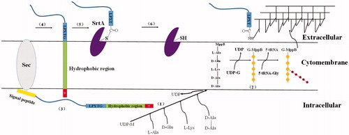 Figure 4. Cell wall sorting progress in Gram-positive bacteria. (1,2) Cell wall synthesis begins with the assembly of nucleotide linked wall peptides in the bacterial cytoplasm. Then the precursor, the lipid І, is transferred to bactoprenol pyrophosphate in the cytomembrane, next, N-Acetylglucosamine (G) connect to lipid І (MurNAc-(pentapeptide)-pyrophosphoryl-undecaprenol), forming the lipid II (GlcNAc-β-1,4-MurNAc-(pentapeptide)-pyrophosphoryl-undecaprenol). Finally lipid II molecules are transported across the cytoplasmic membrane for the polymerization reactions in bacteria. (3–6) Surface proteins are synthesized as precursors in the bacterial cytoplasm bearing an N-terminal signal peptide and a C-terminal sorting signal. The sorting signal contains an LPXTG sequence motif, a hydrophobic domain and a tail of positively charged residues. After surface protein synthesized, the N-terminal signal peptide will be removed before secreted out, and then the hydrophobic domain is embedded within the membrane and the charged tail remained in cell, retaining surface proteins in the secretory pathway. (5) The precursor cleaved by SrtA, a membrane-anchored transpeptidase, between threonines and glycine in the LPXTG motif, generating an acyl enzyme intermediate. (6) The thioester bond between SrtA and surface proteins, is resolved by the nucleophilic attack of the amino group of the cross-bridge (Gly5) within lipid II precursor. Finally, surface proteins linked to lipid II can be incorporated into the cell wall envelope.