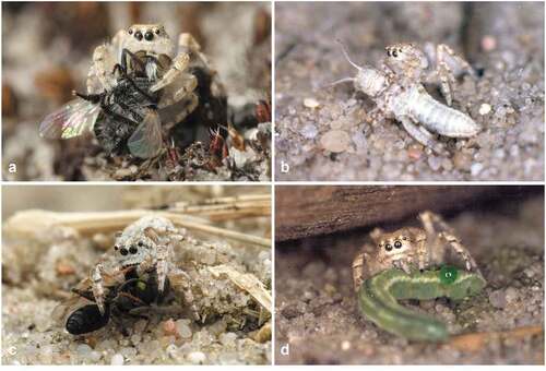 Figure 1. Yllenus arenarius with its natural prey: A) fly, B) orthopteran, C) wasp, D) butterfly caterpillar.