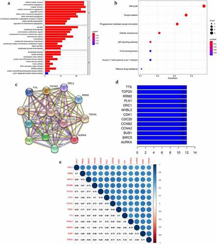 Figure 3. The GO and KEGG analyses and PPI network of the selected key genes. (a, b) The top GO categories and KEGG results of 42 selected key genes; (c) The protein–protein interaction network of 13 selected key genes according to the KEGG pathway enrichment results; (d) The number of edges of each key gene in the PPI network; (e) Correlation coefficient between paired key genes at the transcriptional level