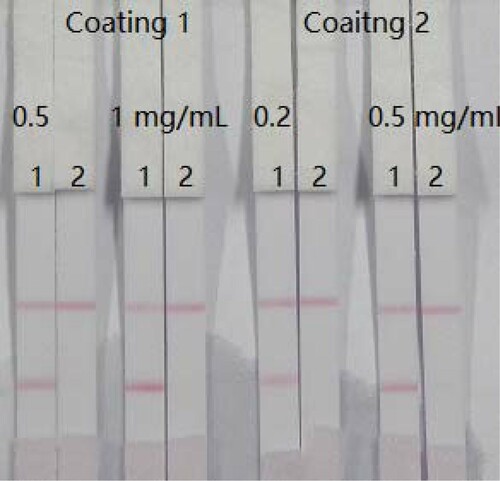 Figure 4. Optimization of two kinds of coating and two kinds of concentration. Coating concentration is 0.5 or 1 mg/mL (coating 1, FM-EDC-BSA) and 0.2 or 0.5 mg/mL (coating 2, FM-EDC-OVA). Strip 1: FM-negative sample (0 ng/mL); Strip 2: FM-positive sample (5 ng/mL). Coating 1 is carried out with concentration was 0.5 mg/mL.