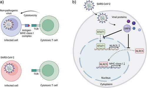 Figure 2. SARS-CoV-2 escapes from the human immune system by suppressing the MHC class I pathway. a) Cytotoxic T cells recognize the nonpathogenic virus-infected cells through the interaction between TCR and viral antigen-loaded MHC class I complex (top panel). SARS-CoV-2 infected cells evade cytotoxic T cells by reducing cell surface expression of MHC class I molecules (bottom panel). b) SARS-CoV-2 ORF6 perturbs MHC class I induction by inhibiting STAT1 and NLRC5 nuclear importation. TCR: T-cell receptor, NLRC5: NLR family CARD domain containing 5, STAT1: signal transducer and activator of transcription 1, ORF6: SARS-CoV-2 open reading frame 6 protein.