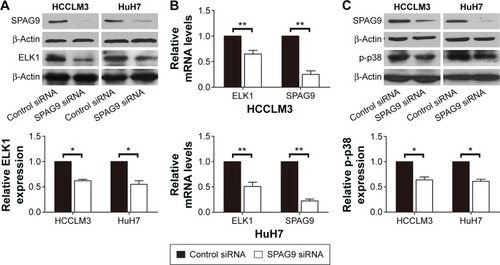 Figure 3 SPAG9 regulates ELK1 expression and p38 activation in HCC cell lines.