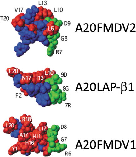 Figure 1. 3D Structure of A20 peptides. A20FMDV2 and A20LAP STD NMR transfer maps onto the averaged helical structures of these peptides illustrate a defined high definition contact face on each peptide. The ability of these peptides to easily form helices is important for enhanced efficacy toward αvβ6 as helix formation proves a structural definition of a face of amino acids that includes the side chains of the extended LXXL motif as well as residues further toward the C-terminus of these sequences. In contrast the A20FMDV1 structure does not present a clear RGDLXXL interface, presumed to be because of the poor helix forming C-terminus. (Data generated and analyzed by Dr Mark Howard, University of Leeds)