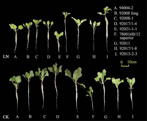 Figure 1. Growth and phenotype of nine sugar beet genotypes under LN stress. Low nitrogen (LN): 0.5 mmol·L−1 N; CK: 10 mmol·L−1, the same key applies to other figures and tables.