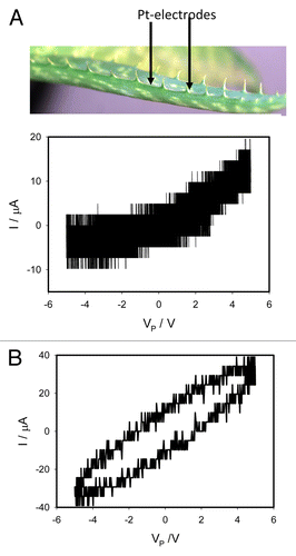 Figure 9. Electrical current I vs. voltage VP applied to a leaf of Aloe vera. 200 μL of 10 μM CCCP were injected by a syringe to the leaf 25 h before measurement. Frequency of sinusoidal voltage scanning was 0.001 Hz (A) and 1000 Hz (B). Position of Pt electrodes in a leaf of Aloe vera is shown. These results were reproduced 14 times.