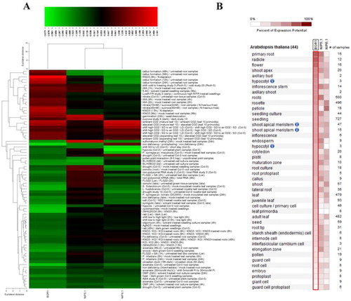Figure 6. Gene expression profiles (A) and expressed anatomical parts (B) of Arabidopsis thaliana B transport genes BOR1, NIP5;1 and NIP6;1 under 78 different perturbations, including biotic, chemical, elicitor, hormone, light, nutrient, photoperiod and other stresses. In expression heatmap (A), conditions (left) and genes (top) with similar expression profiles were hierarchically clustered using Euclidean distance method. Green color indicates the downregulated genes and red color shows the upregulated genes. In anatomical part heatmap (B), blue circles with letter “i” indicate the presence of multiple hierarchical categories for related anatomical parts. For example, seedling > hypocotyl or shoot > hypocotyl.