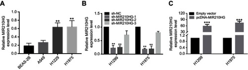 Figure 2 The effect of sh-RNA and plasmid of MIR210HG in NSCLC cell lines. (A) MIR210HG was overexpressed in lung cancer cells compared with that of normal pulmonary epithelial cells. (B) Transfection efficacies of sh-MIR210HG-1 and sh-MIR210HG-2 were verified by qRT-PCR. (C) The MIR210HG expression level was up-regulated when transfected with pcDNA-MIR210HG. (GAPDH is used as the internal control of MI2210HG.)Abbreviation: NSCLC, non-small cell lung cancer.