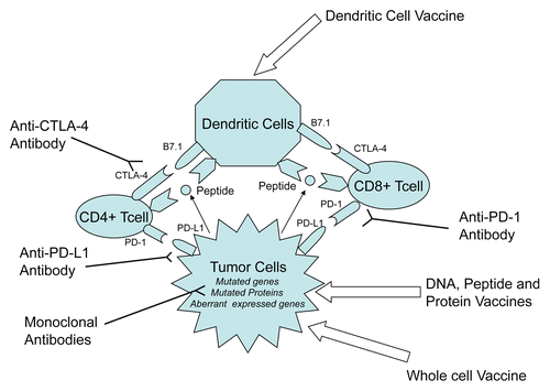 Figure 1. Strategies for anticancer vaccination. Anticancer immunotherapy aims at harnessing the natural ability of the immune system to recognize and react against potentially immunogenic TAAs. DNA-, peptide-, or protein-based vaccines rely on identified immunodominant TAA epitopes to stimulate antitumor T-cell responses. DC-based vaccines attempt to exploit the pronounced ability of DCs to operate as antigen-presenting cells by isolating them, loading them with TAAs or tumor-derived mRNA ex vivo, and subsequently re-infusing them in patients. Whole cancer cell-based vaccines circumvent the for targeting specific TAAs because they rely on irradiated malignant cells as a whole. Immunotherapeutic strategies that inhibit immune checkpoints such as those mediated by CTLA4 and PD-1 reduce the barriers that vaccines must overcome to trigger therapeutically relevant anticancer immune responses.